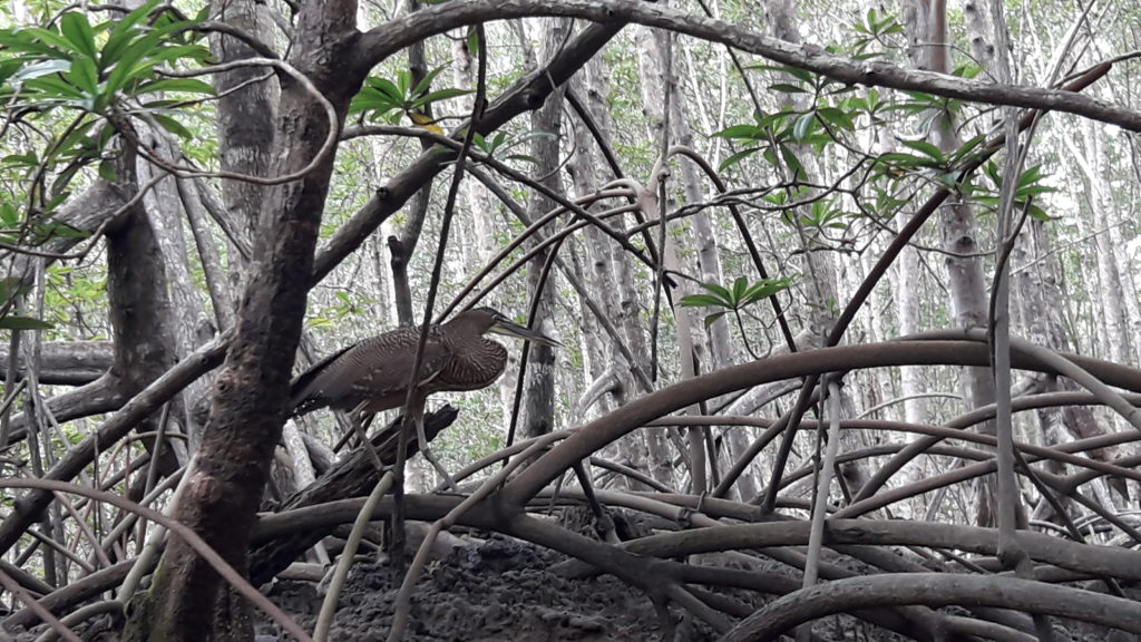...a Tiger Heron hunting in the Mangrove Swamp of the Golfo Dulce - Osa Peninsula