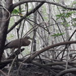 ...a Tiger Heron hunting in the Mangrove Swamp of the Golfo Dulce - Osa Peninsula