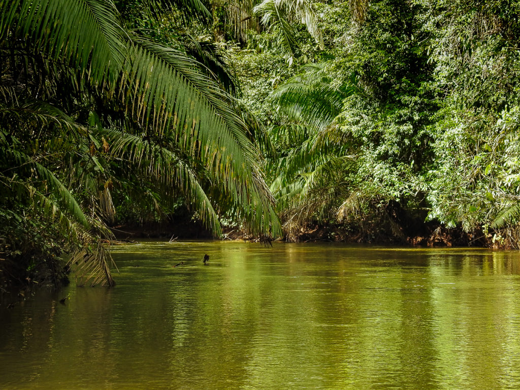 Emerald Green River running across the Raphia taedigera Wetland Forest of the Sierpe River, the main Waterway of the Corcovado Ring Adventure Kayak Trek