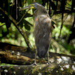 A Bare-throated tiger Heron, a common sight in the immense wetland Forests of the Sierpe River Basin
