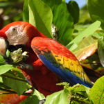 A scarlet Macaw photographed during The Ancient Trail Kayak Trek of Wild Trails Adventures in the Osa Peninsula