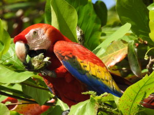A scarlet Macaw photographed during The Ancient Trail Kayak Trek of Wild Trails Adventures in the Osa Peninsula
