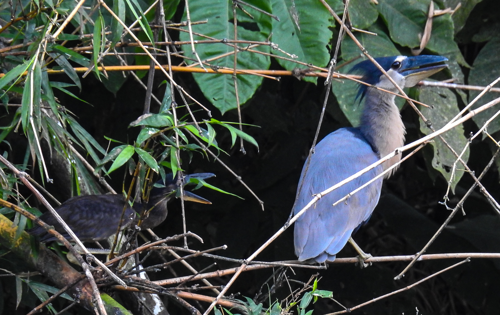 Rare Boat-billed Herons are Nesting in this Secluded Sanctuary