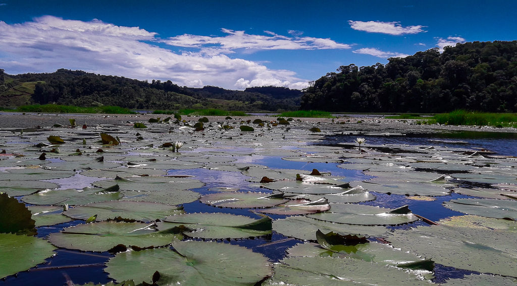 Kayak Birdwatching along the most Intense Wetland Environment of Costa Rica
