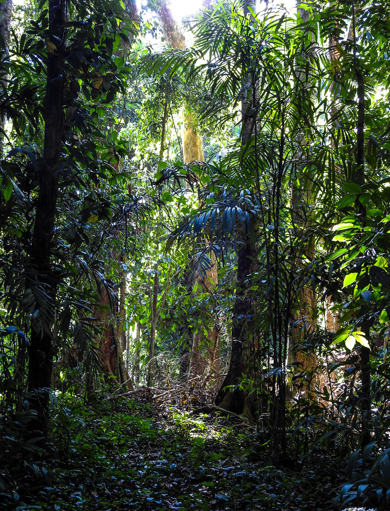 A sight of the Rain Forest along the INDIAN WATERS trek along the Corcovado Park by Wild Trails Adventures