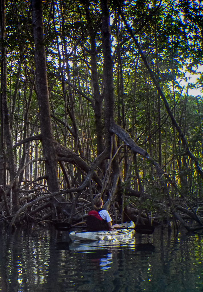 Huge Mangrove Trees in the River Estuary that are Home of the Yellow Billed Cotinga