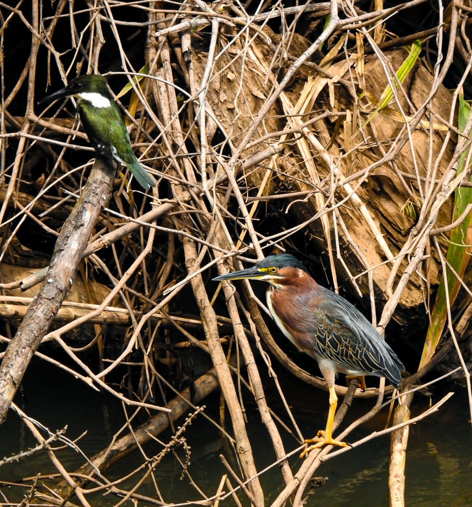 Several species of Herons and Kingfishers are wisely present along the Corcovado River Kayak Trek