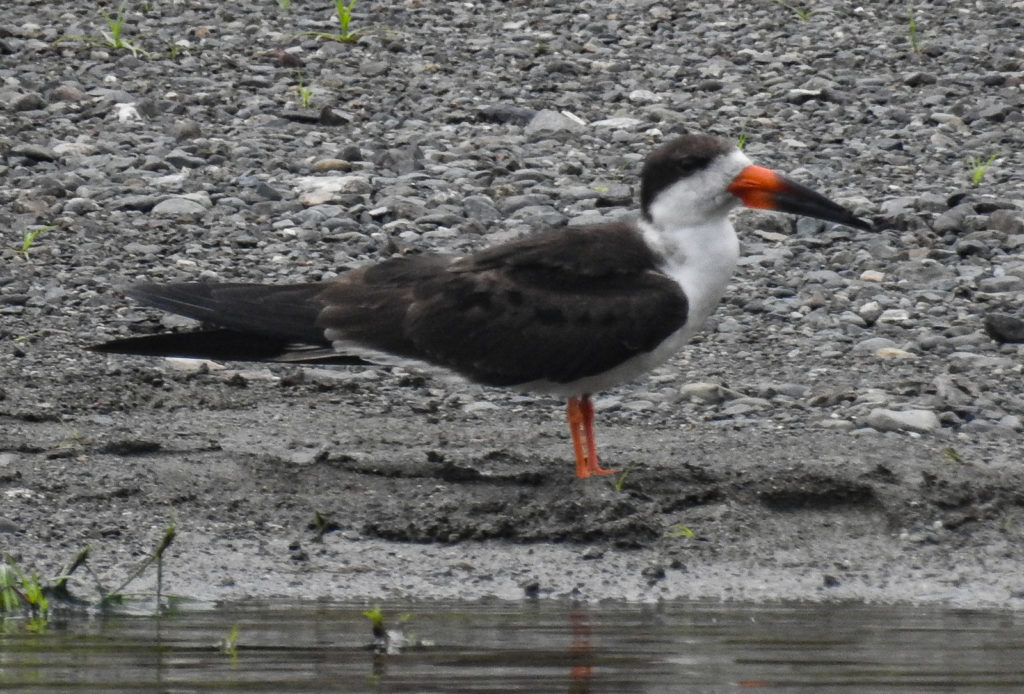 A Black Skimmer spotted on a River along the Corcovado Park Border, during a Wild Trails Adventure Kayak Bird-Watching Tour