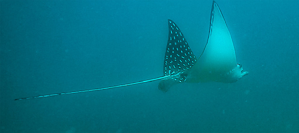 A Spotted Eagle Manta Ray of the Golfo Dulce Coral Reef spotted during a Wild Trails Adventures Snorkeling Kayak Trek