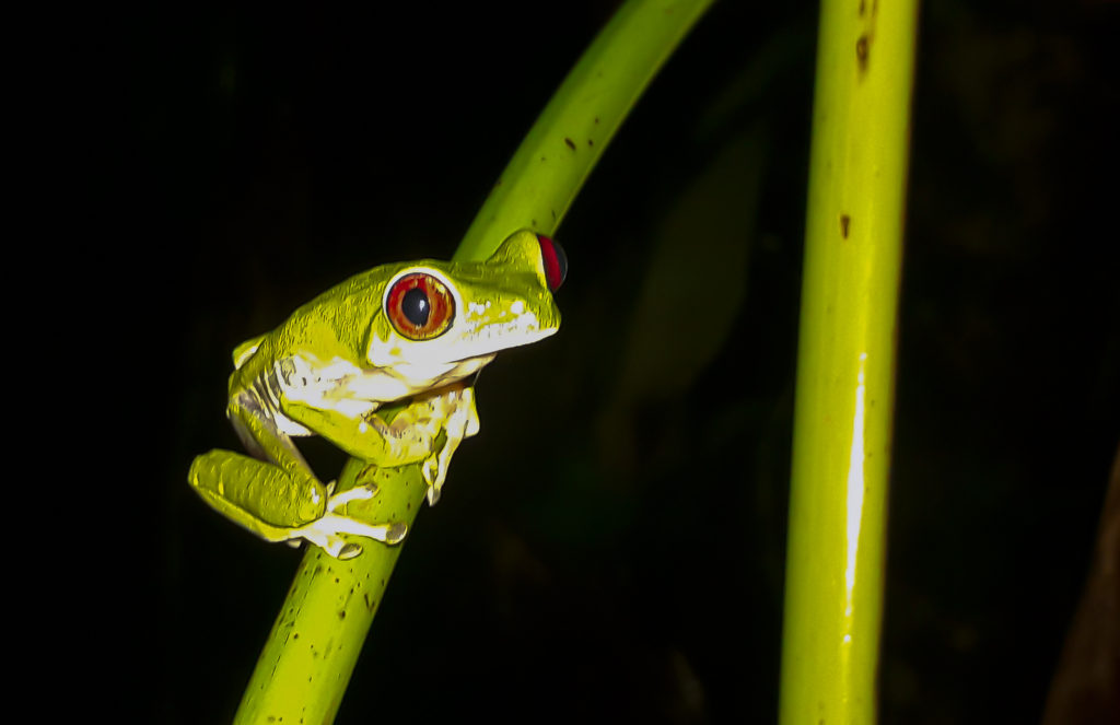 Frogs, Snakes, Mammals and Night Birds are very active after sunset, in the Corcovado Forests spots where Wild Trails Adventure brings Trekkers to enjoy a Wildlife Night Tour