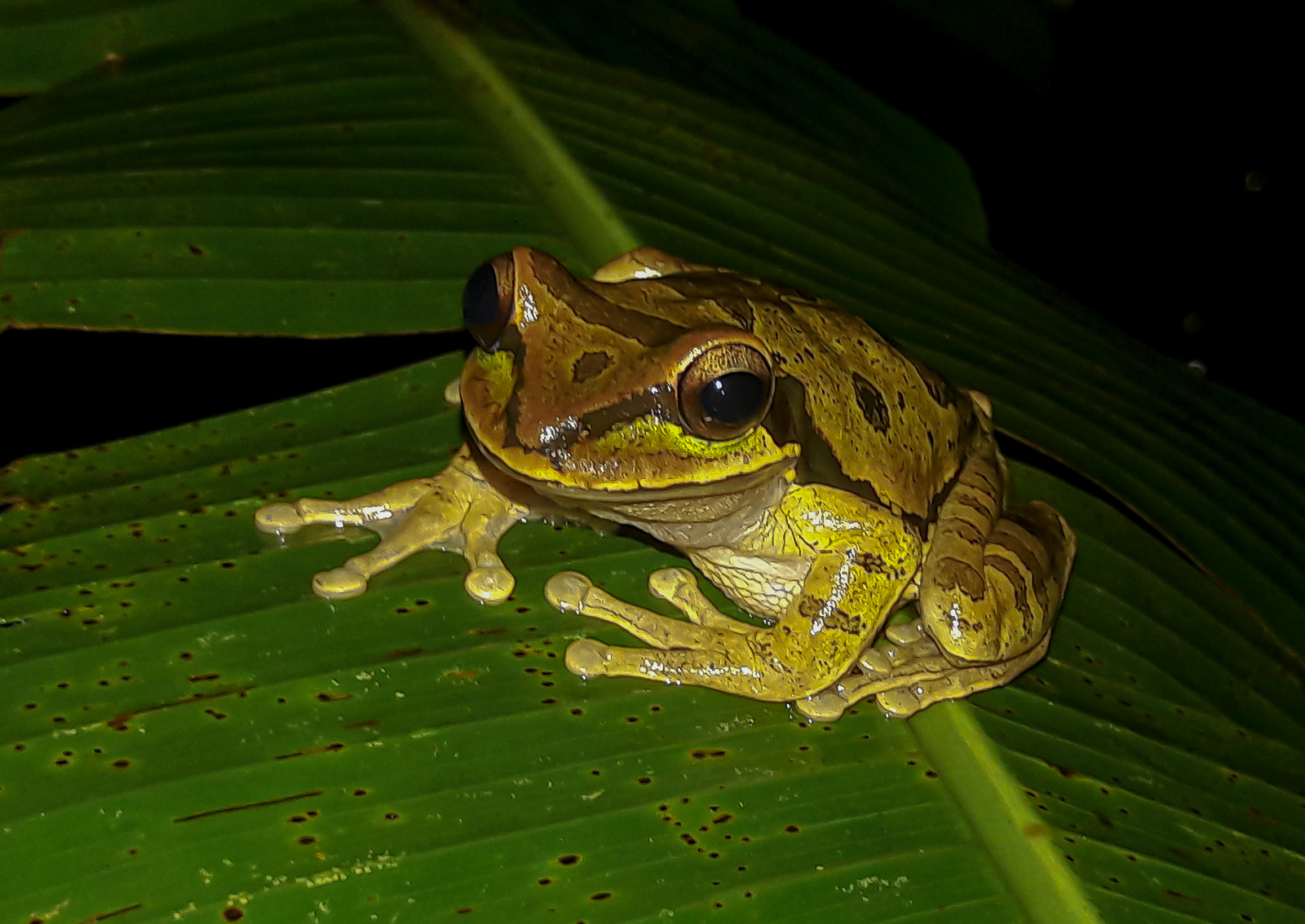 Frogs, Bats, Snakes,Mammals and Night Birds are filling the Corcovado Forest night with their calls and offer for the Photographer great possibilities of Macro Shots