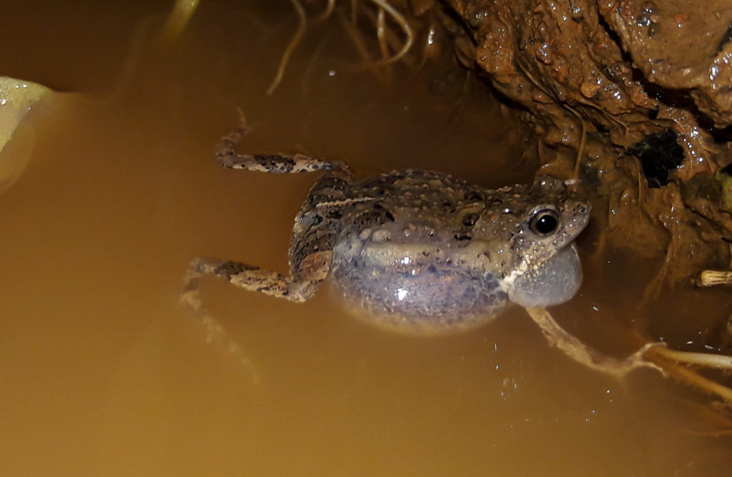 This small Frog has one of the strongest calls that fill the Night in the Forest of the Corcovado Mountains in the centre of the Osa Peninsula