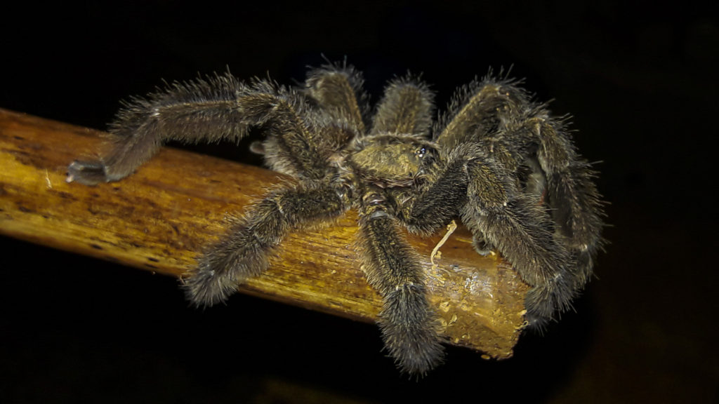 Huge Spiders and Tarantulas populate the Corcovado Forest that host the Wildlife Night Tours of Wild Trails Adventures