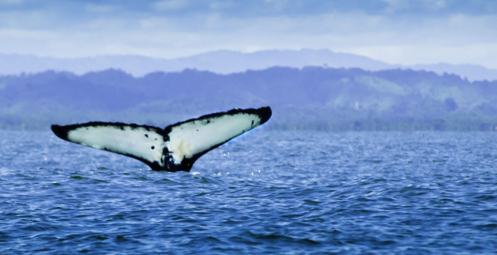 The Huge Tail of an Humpback Whales Photographed in the Golfo Dulce by Wild Trails Adventure Team