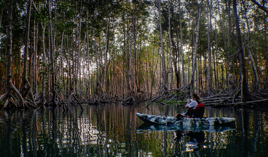  Mangrove Forest Kayaking in the Estuary of the Corcovado River that enters in the Golfo Dulce is part of the Wildlife Trek by Wild Trails Adventures 