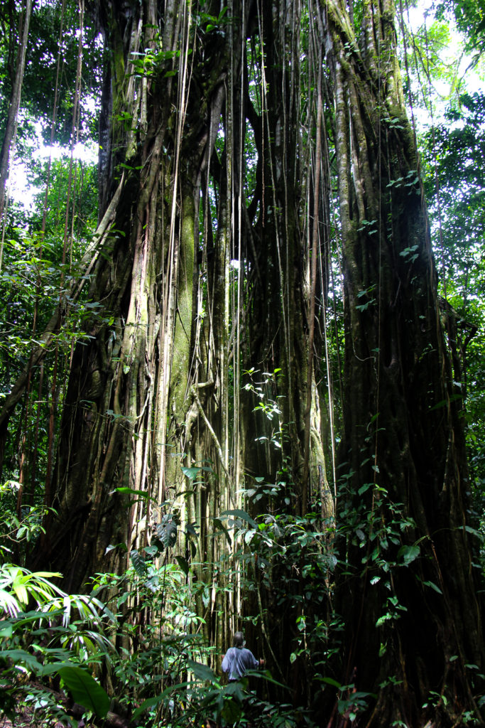 The immense Trees of the Forest of the Corcovado Mountains in the Osa Peninsula, spotted during a Trek of Wild Trails Adventures