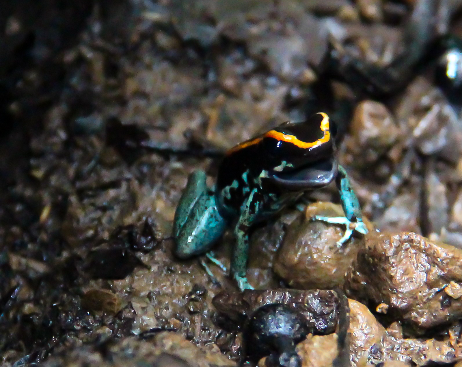A poisonous Dart Frog of the Corcovado Forest photographed during a Wildlife Night Tour of Wild Trails Adventures