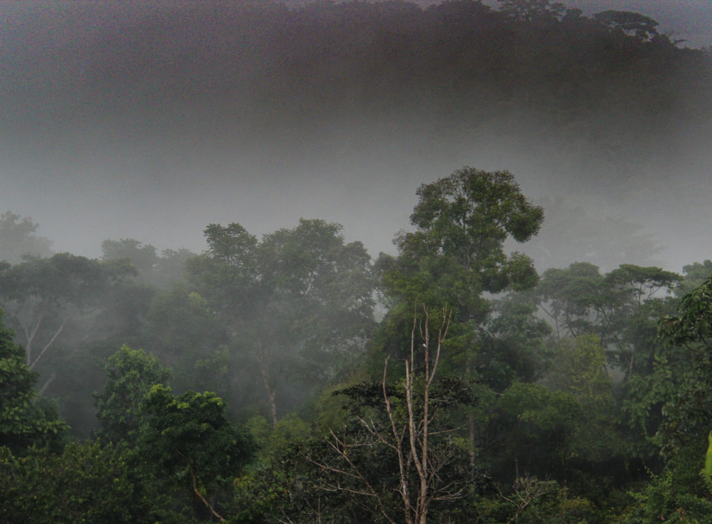  A Misty Morning in the upper Corcovado Rain-forest Mountains where Wild Trails Adventures offer the best Night Forest Tours 