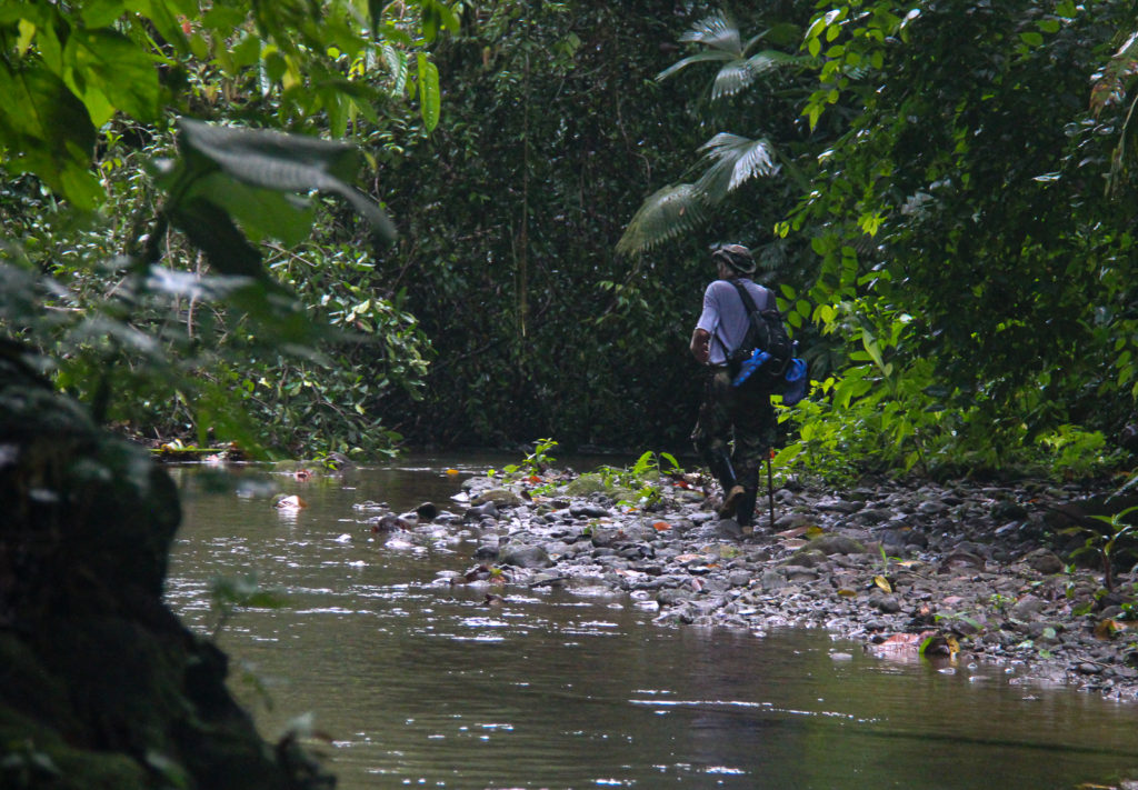  Hiking along the Forest Creeks that runs along the sides of the Corcovado Mountains in the centre of the Osa Peninsula