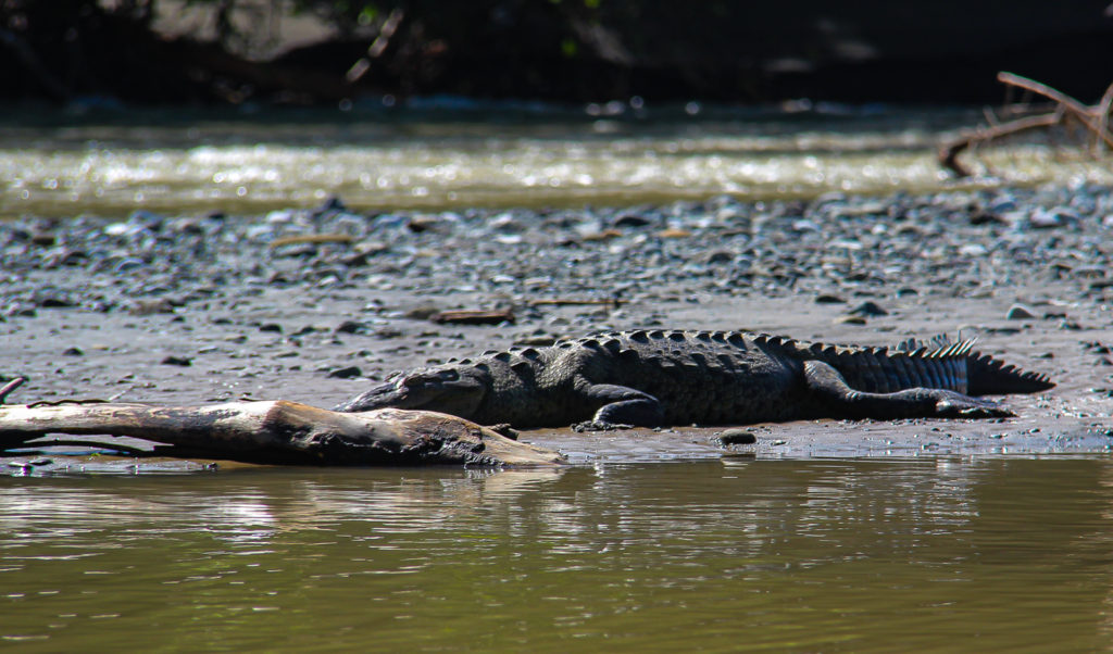 An Americna Crocodile spotten on the bank of the Sirena River during a One Day Boat Corcovado Park Trek by Wild Trails Adventures in Puerto Jimenez, Osa Peninsula