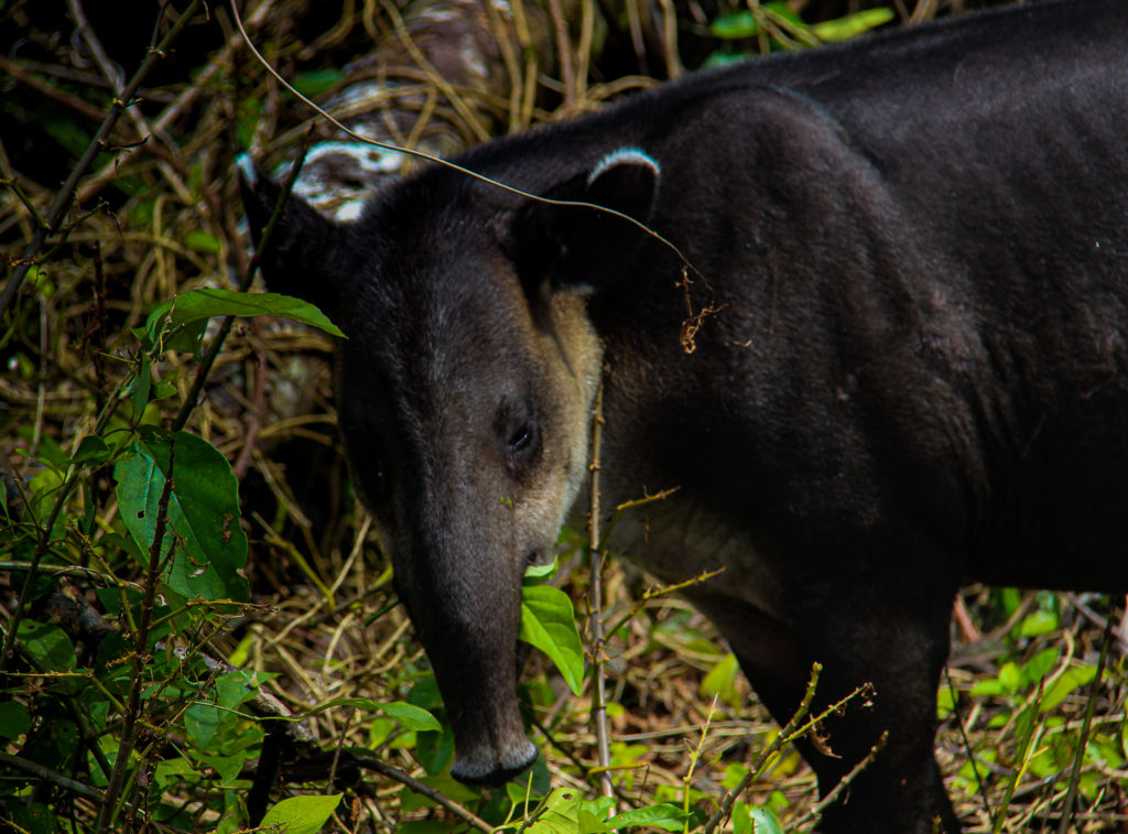 A baird Tapir spotted during a One Day Boat Corcovado Park Trek by Wild Trails Adventures in Puerto Jimenez, Osa Peninsula