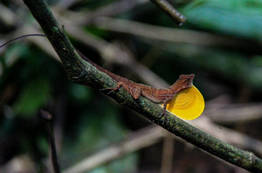  A Golfo Dulce Anole spotted in the forest during a One Day Boat Corcovado Park Trek by Wild Trails Adventures in Puerto Jimenez, Osa Peninsula