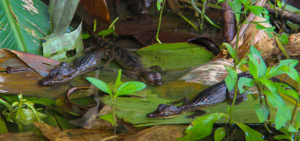 Young Caimans still under the vigilance and protection of the Mother , spotted in the forest during a One Day Boat Corcovado Park Trek by Wild Trails Adventures in Puerto Jimenez, Osa Peninsula