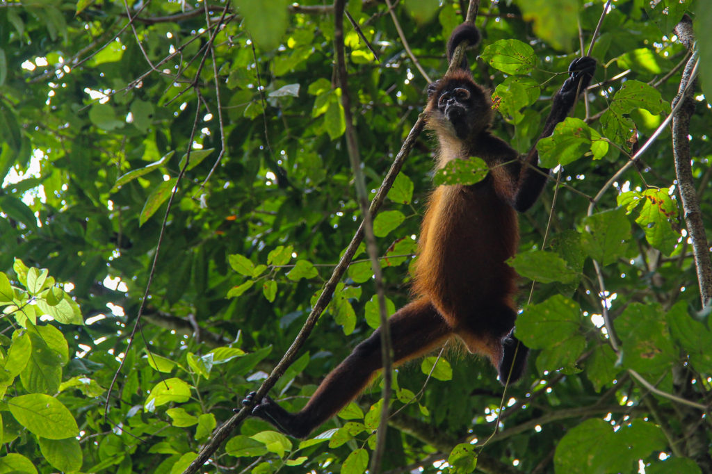A Spider Monkey spotted in the forest during a One Day Boat Corcovado Park Trek by Wild Trails Adventures in Puerto Jimenez, Osa Peninsula