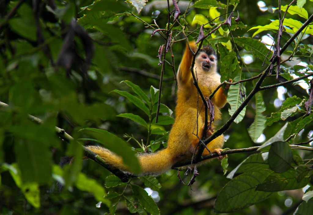  A Squirrel Monkey spotted in the forest during a One Day Boat Corcovado Park Trek by Wild Trails Adventures in Puerto Jimenez, Osa Peninsula