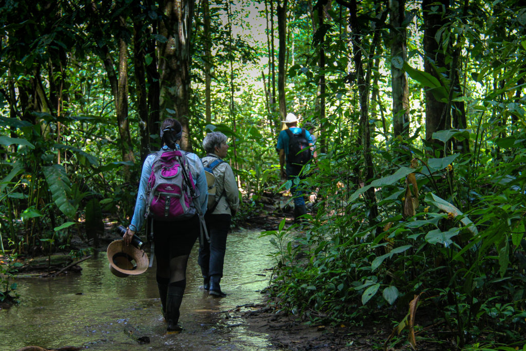 A group of Trekker Hiking in the forest during a One Day Boat Corcovado Park Trek by Wild Trails Adventures in Puerto Jimenez, Osa Peninsula