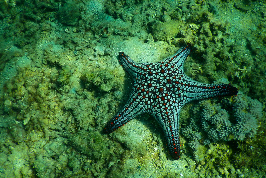 A beautiful, big Starfish spotted in the Coral Reef of the Golfo Dulce, in the Osa Peninsula, for a Wild Trails Adventures Full Kayak Snorkeling at zero impact.