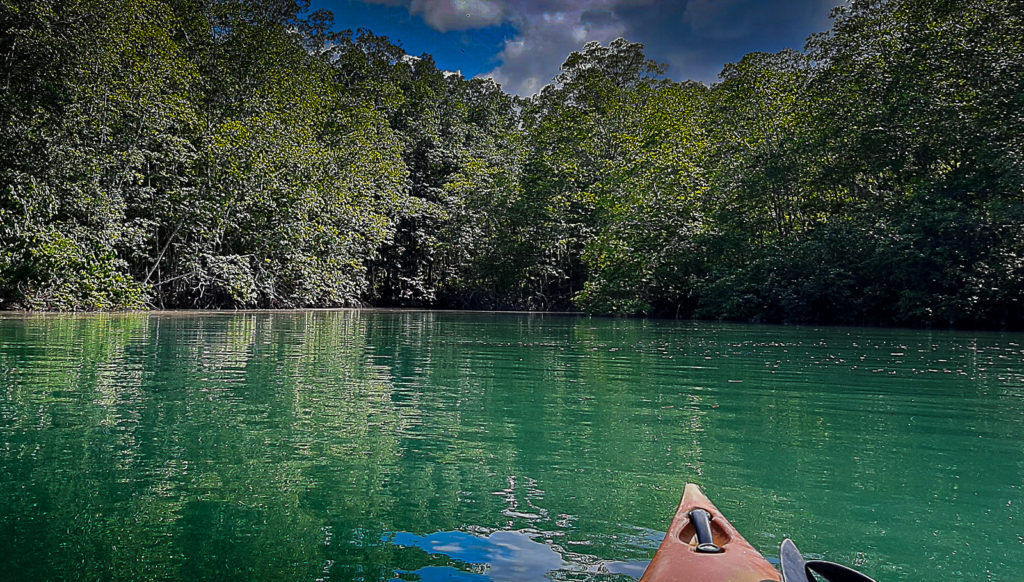 Paddling in the Mangrove Canals along the Golfo DUlce Coast's close to the Coral Reef Spot were Wild Trails Adventure bring the Zero Impact Trekkers for a Full Kayaking Snorkel Tour