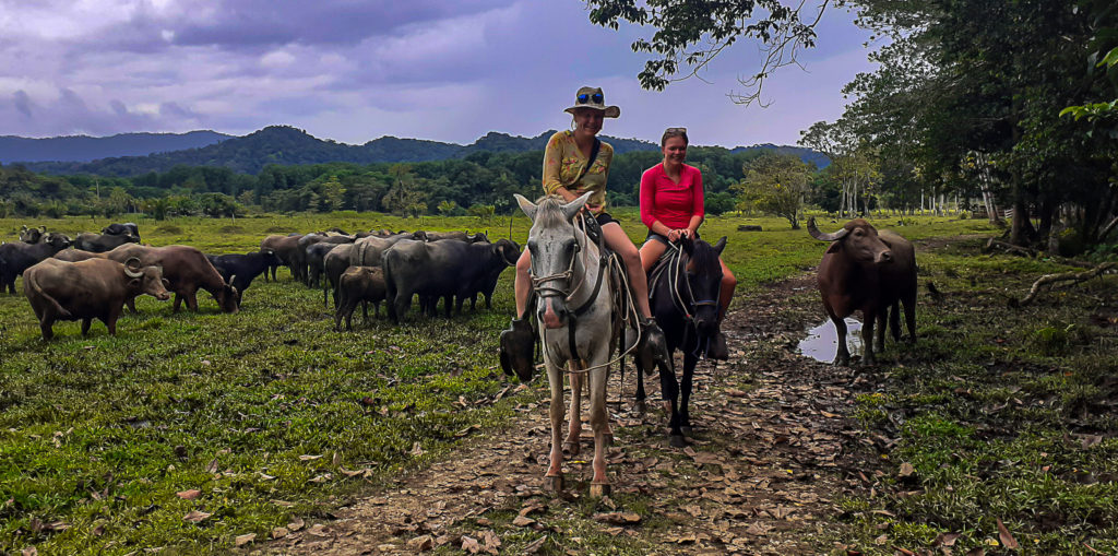 Livestock management in a Cattle Farm of the Osa Peninsula Shore Lowland, during a Sea Kayak Camping Golfo Dulce Experience by Wild Trails Adventures in Puerto Jimenez