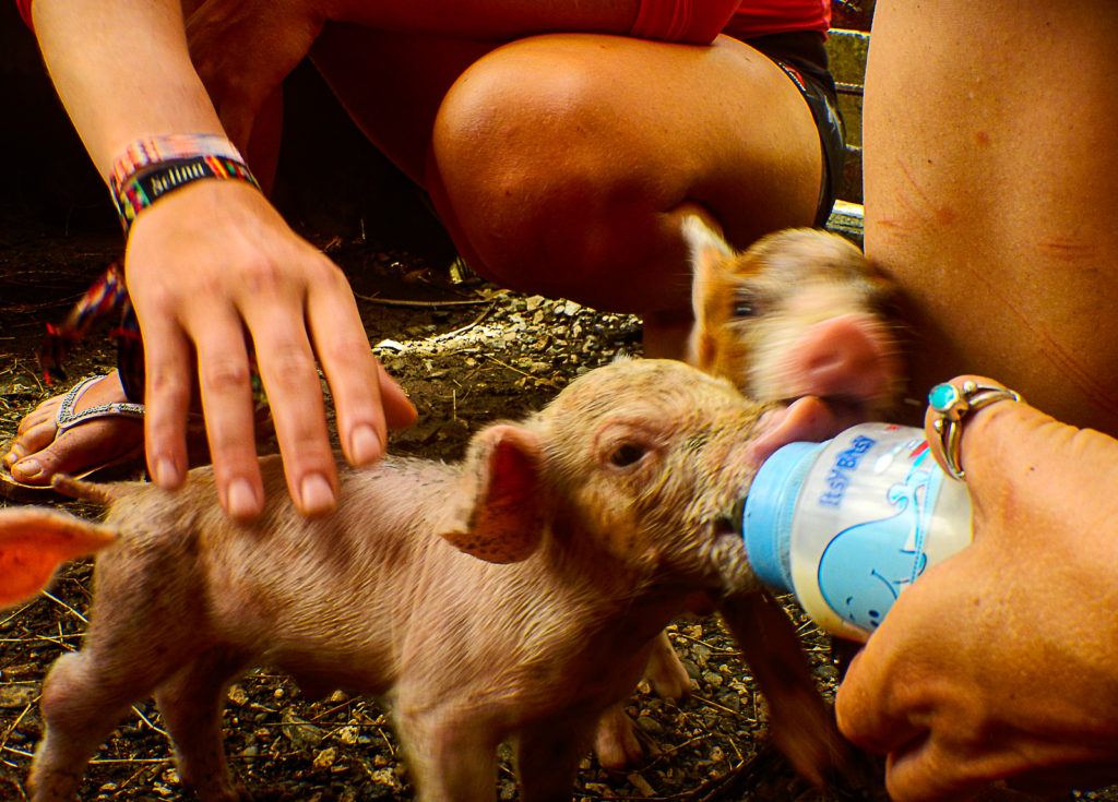  Helping to feed the newborn piglets in a Cattle Farm of the Osa Peninsula Shore Lowland, during a Sea Kayak Camping Golfo Dulce Experience by Wild Trails Adventures in Puerto Jimenez
