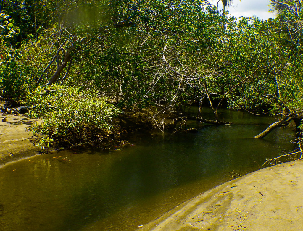 The Quiet Freswater Creek of the Golfo Dulce 's Coast, in the Osa Peninsula, for a Wild Trails Adventures Full Kayak Snorkeling at zero impact.