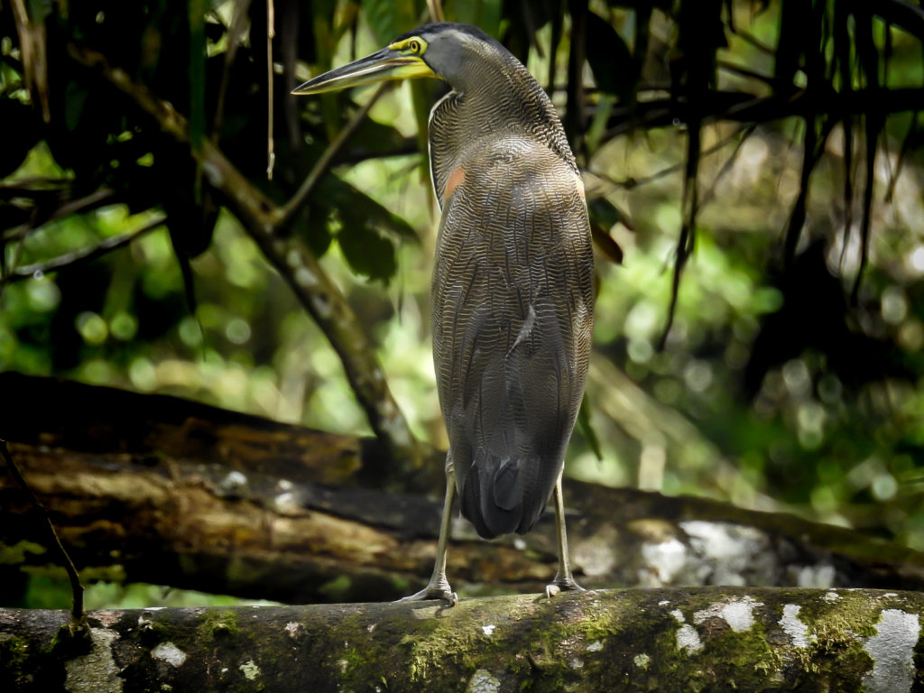 A Bare-throated tiger Heron, often spotted in the Mangrove Canals of the Golfo Dulce, during the Sea Kayak Tour of Wild Trails Adventures in Puerto Jimenez