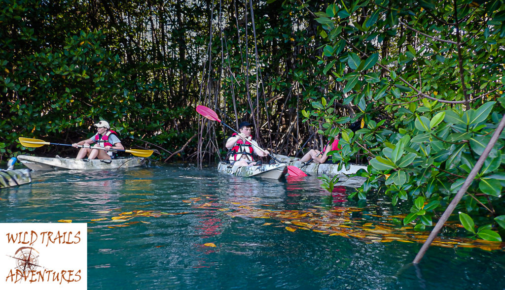 Golfo Dulce Mangrove Canals Kayak Tour a group of Kayakers paddling in the Golfo Dulce Mangrove Canals, during a Sea Kayak Trek of Wild Trails Adventures in Puerto Jimenez