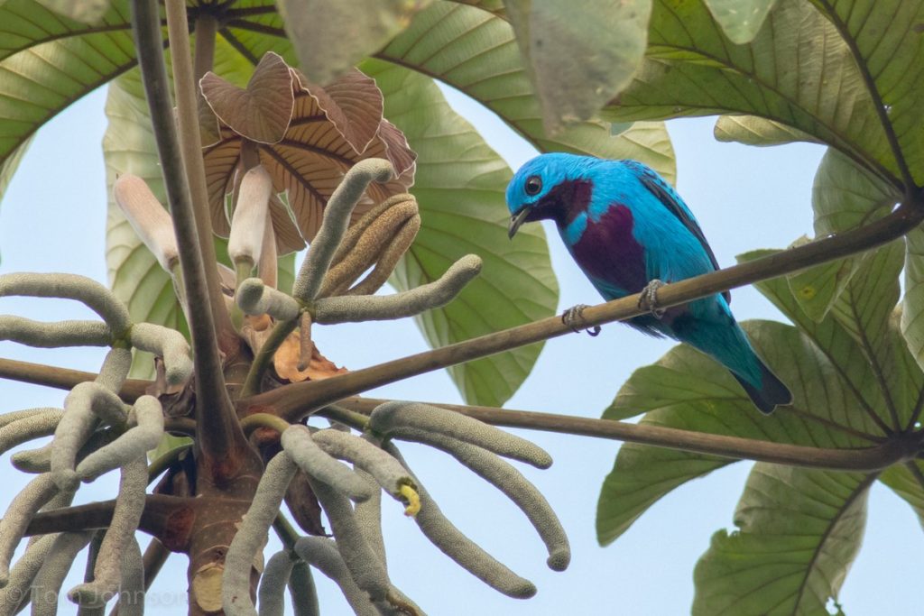 Turquoise Cotinga a bird often spotted during the Corcovado River Kayak Bird-watching Tour by Wild Trails Adventures in Puerto Jimenez, Osa Peninsula