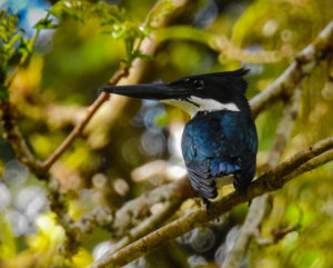 An Amazon Kinfisher caught on cameraduring the last River Cleaning Expedition of the Wild Trails Adventures Crew